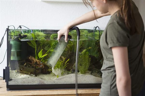 鱼产卵有什么征兆,肚子会变鼓并躲在安静的地方