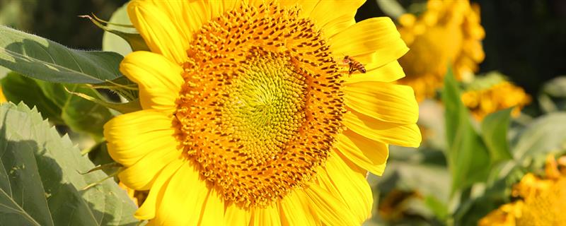 向日葵的成熟季节，夏秋季节成熟