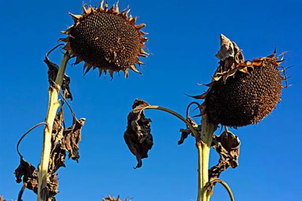 向日葵的成熟季节，夏秋季节成熟