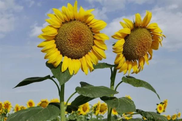 向日葵的成熟季节，夏秋季节成熟
