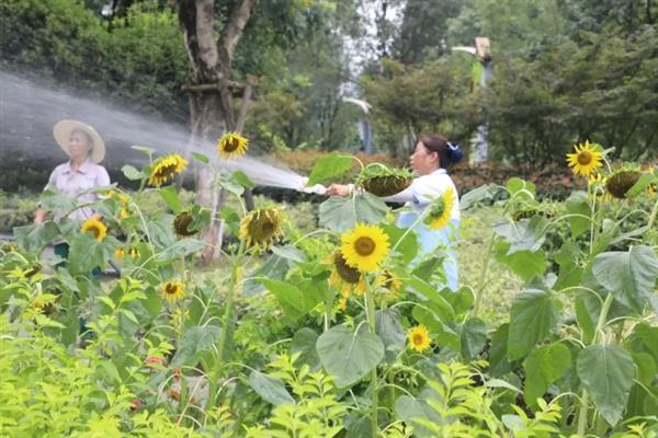向日葵的成熟季节，夏秋季节成熟