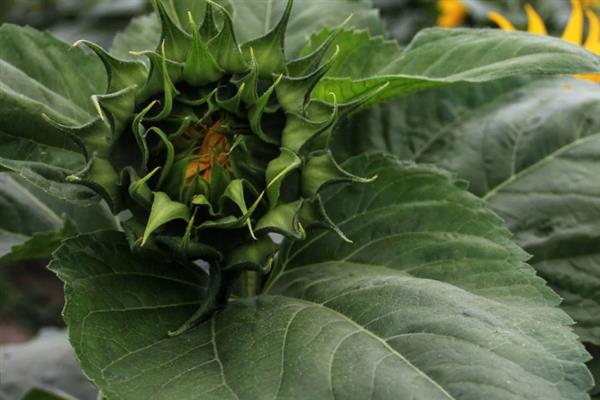 向日葵的成熟季节，夏秋季节成熟