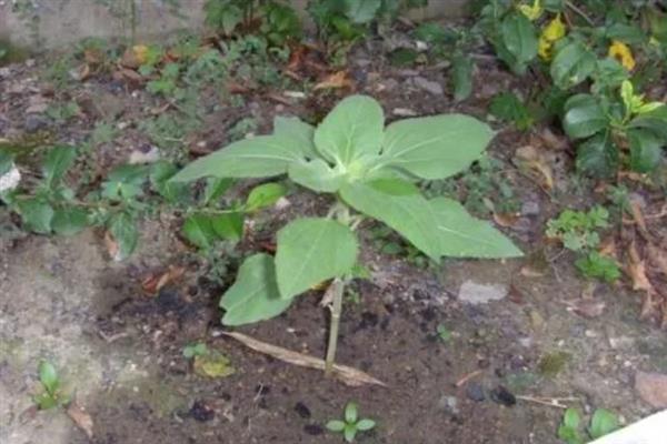 向日葵的成熟季节，夏秋季节成熟