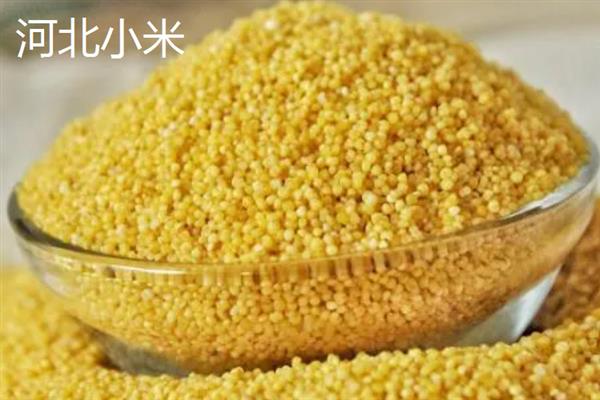谷子的简介，去皮后俗称小米