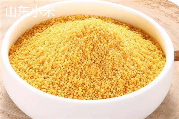 谷子的简介，去皮后俗称小米