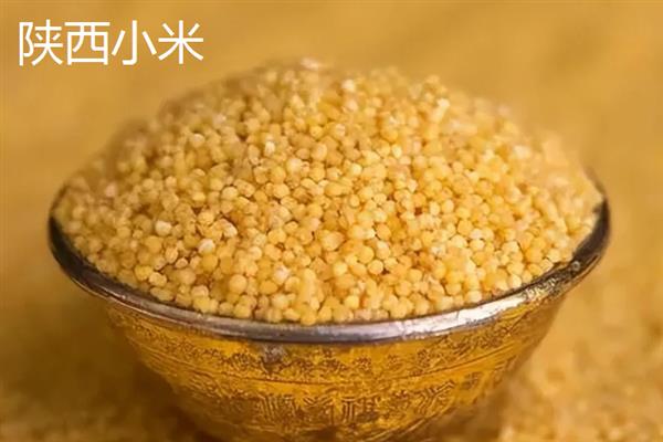 谷子的简介，去皮后俗称小米