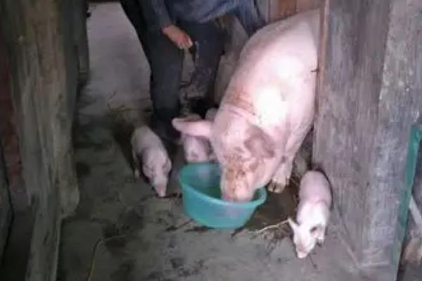 母猪产前和产后的饲养管理，在怀孕前期饲喂轻胎料