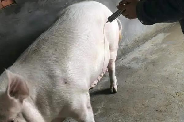 母猪产前和产后的饲养管理，在怀孕前期饲喂轻胎料