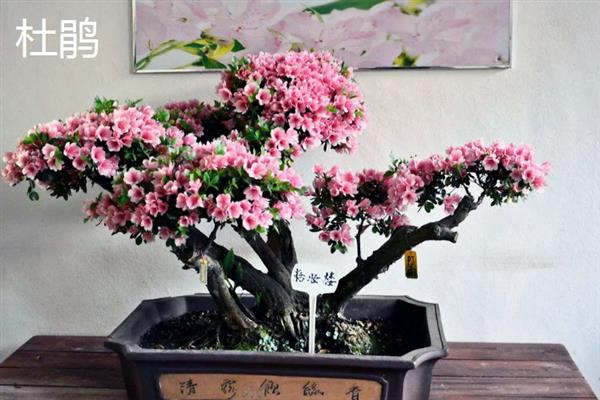 哪种花适合用宽口浅盆养，包含杜鹃、茶花、米兰等品种