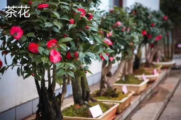 哪种花适合用宽口浅盆养，包含杜鹃、茶花、米兰等品种