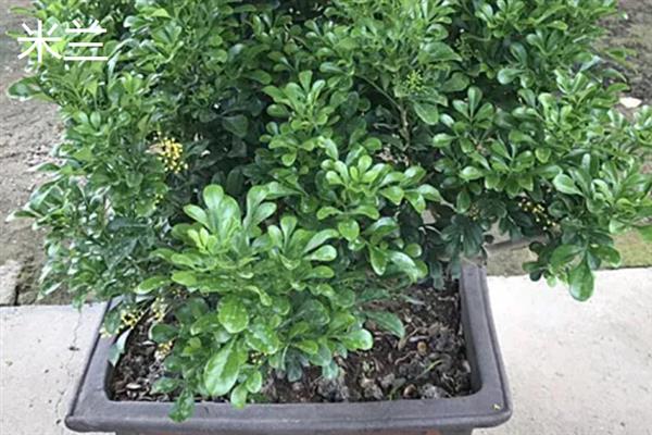 哪种花适合用宽口浅盆养，包含杜鹃、茶花、米兰等品种