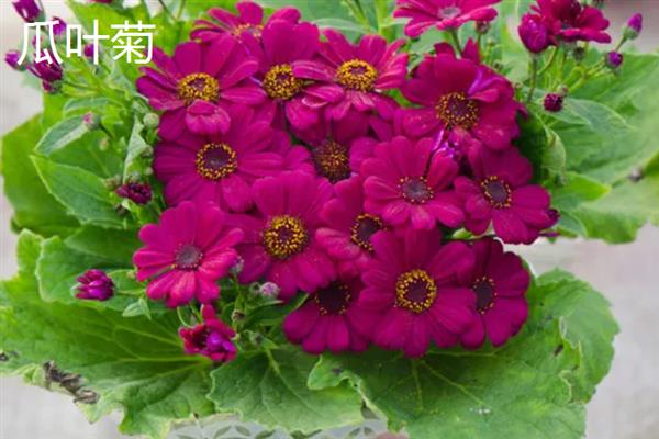 哪种花适合用宽口浅盆养，包含杜鹃、茶花、米兰等品种