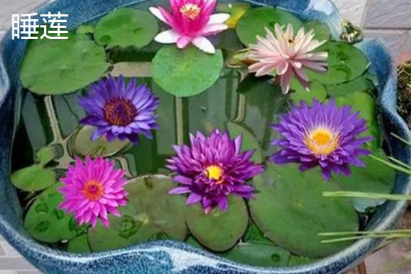哪种花适合用宽口浅盆养，包含杜鹃、茶花、米兰等品种