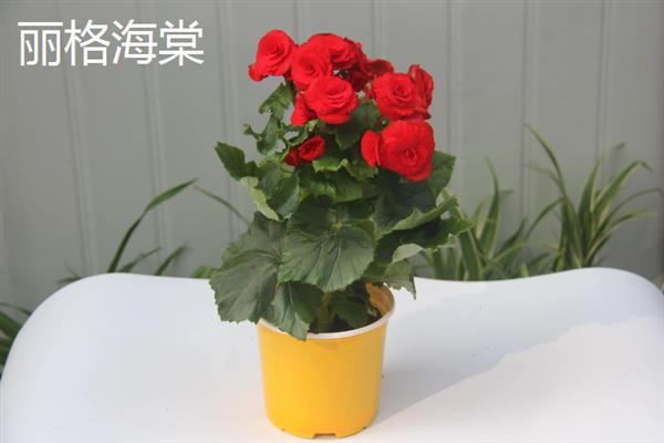 哪种花适合用宽口浅盆养，包含杜鹃、茶花、米兰等品种