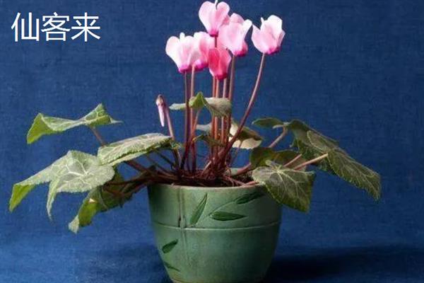 哪种花适合用宽口浅盆养，包含杜鹃、茶花、米兰等品种