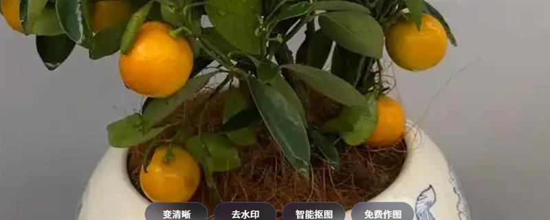 盆栽金桔的春季修剪方法，过于密集的枝叶要进行疏剪