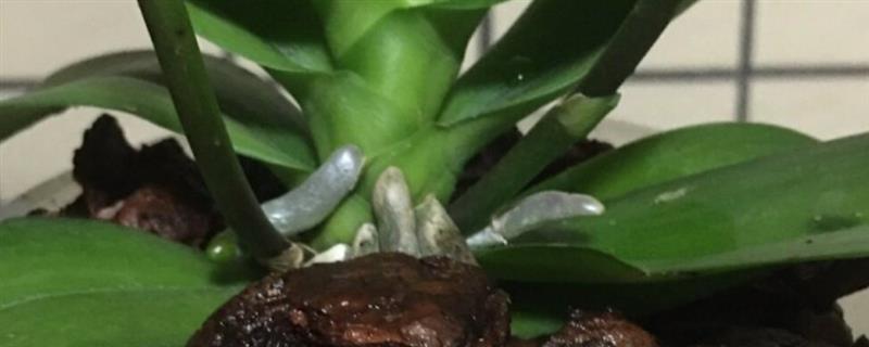 用水苔和树皮混合栽种蝴蝶兰的方法，需洗净消毒后再装盆栽植