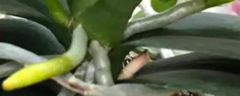 蝴蝶兰抽箭后的养护方法，让盆土保持湿润才能满足其生长所需