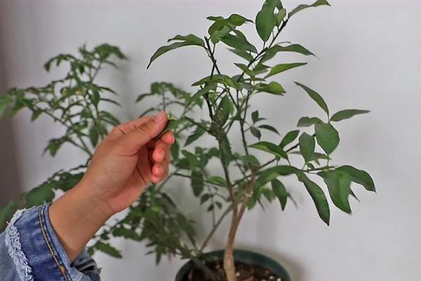 盆栽金桔的春季修剪方法,过于密集的枝叶要进行疏剪