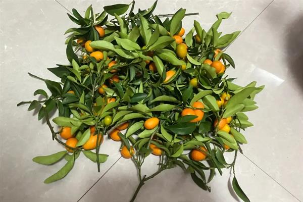 盆栽金桔的春季修剪方法,过于密集的枝叶要进行疏剪