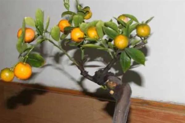 盆栽金桔的春季修剪方法,过于密集的枝叶要进行疏剪