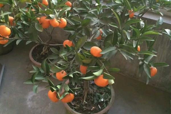 盆栽金桔的春季修剪方法,过于密集的枝叶要进行疏剪