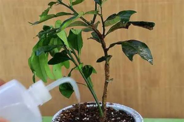盆栽金桔的春季修剪方法,过于密集的枝叶要进行疏剪