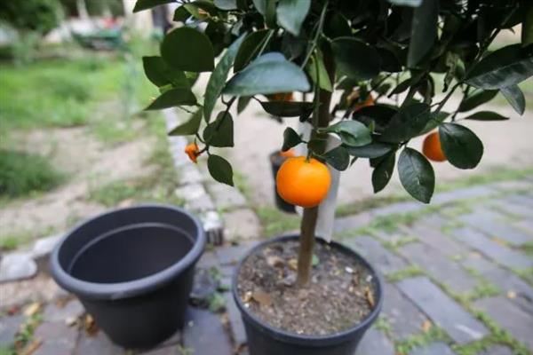 盆栽金桔的春季修剪方法,过于密集的枝叶要进行疏剪