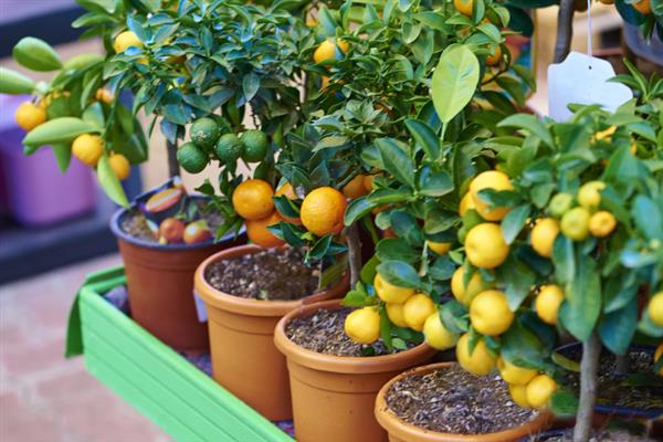 盆栽金桔的春季修剪方法,过于密集的枝叶要进行疏剪