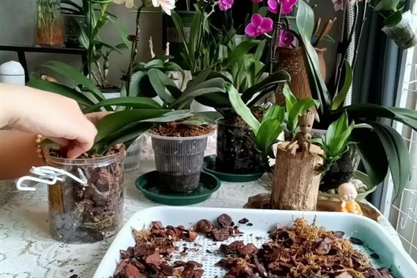 用水苔和树皮混合栽种蝴蝶兰的方法，需洗净消毒后再装盆栽植