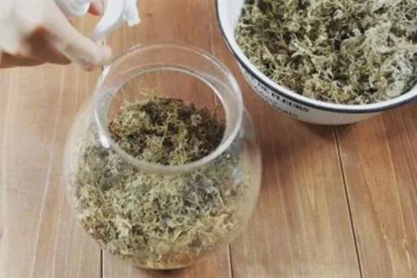 用水苔和树皮混合栽种蝴蝶兰的方法，需洗净消毒后再装盆栽植