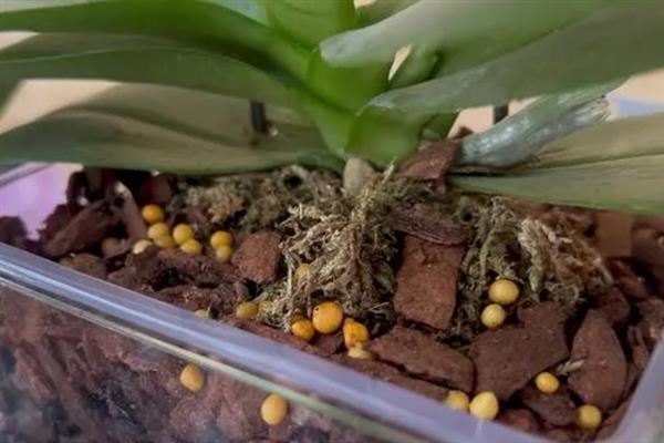 用水苔和树皮混合栽种蝴蝶兰的方法，需洗净消毒后再装盆栽植