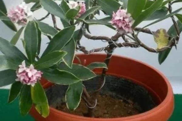 瑞香需要施哪种肥,可以施氮磷钾肥或腐熟有机肥