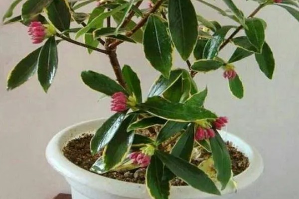 瑞香需要施哪种肥,可以施氮磷钾肥或腐熟有机肥