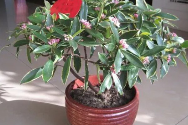 瑞香需要施哪种肥,可以施氮磷钾肥或腐熟有机肥