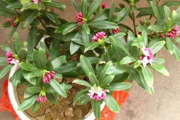 瑞香需要施哪种肥,可以施氮磷钾肥或腐熟有机肥