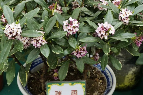 瑞香需要施哪种肥,可以施氮磷钾肥或腐熟有机肥