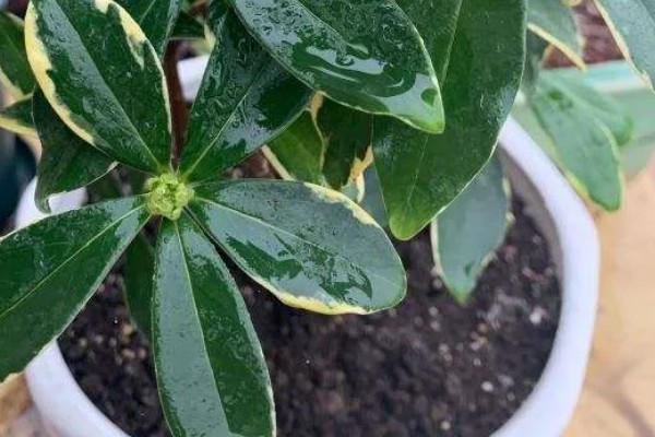 瑞香需要施哪种肥,可以施氮磷钾肥或腐熟有机肥