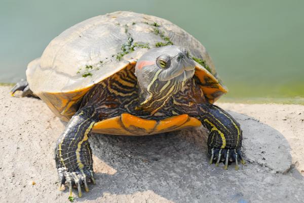 龟和鳖的区别，属类和外壳均不同