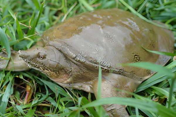 龟和鳖的区别，属类和外壳均不同