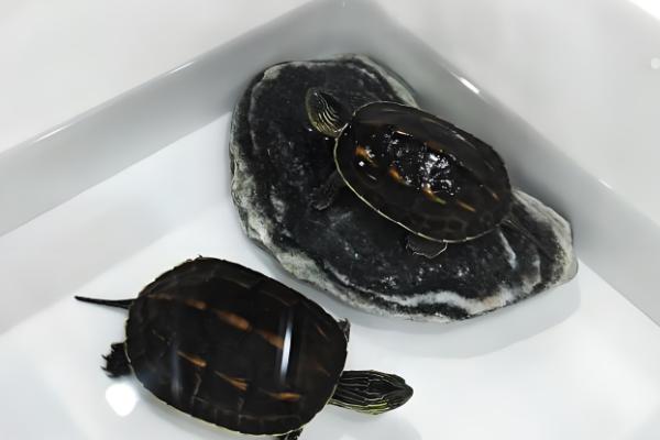 龟和鳖的区别，属类和外壳均不同