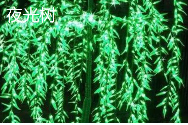 会发光的植物有哪些,有夜光树、夜皇后等