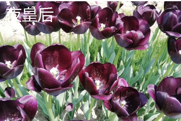 会发光的植物有哪些,有夜光树、夜皇后等