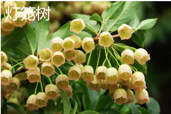 会发光的植物有哪些,有夜光树、夜皇后等