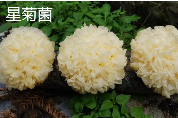 会发光的植物有哪些,有夜光树、夜皇后等