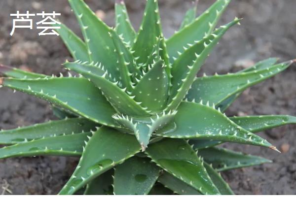 会发光的植物有哪些,有夜光树、夜皇后等