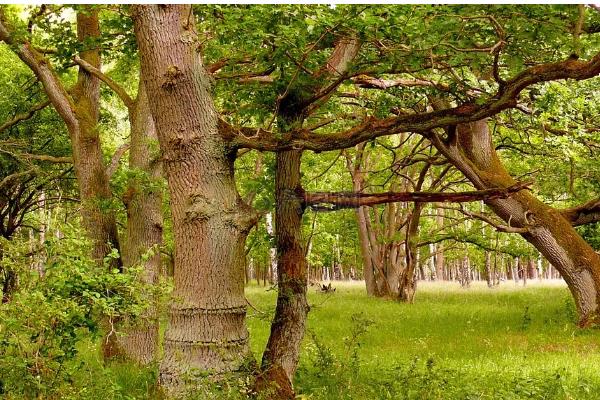 会发光的植物有哪些,有夜光树、夜皇后等