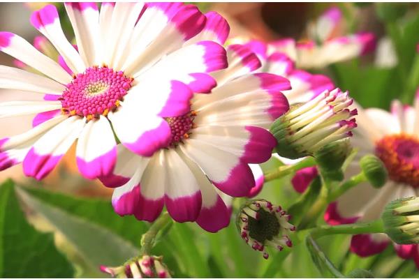 会发光的植物有哪些,有夜光树、夜皇后等