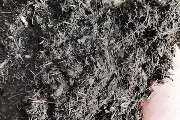 凝脂莲怎么养殖，可10天左右浇水一次