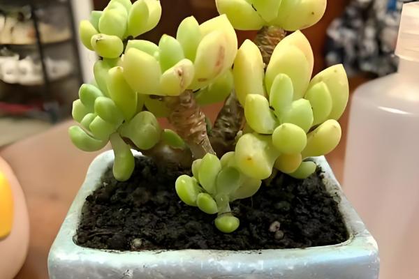 凝脂莲怎么养殖，可10天左右浇水一次